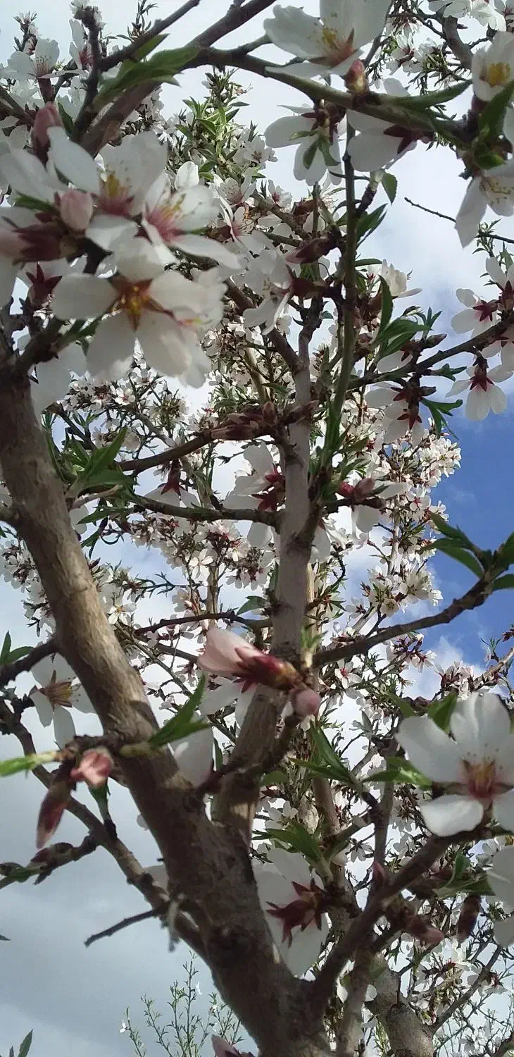 فروش چوب|حراج|گلپایگان, |دیوار