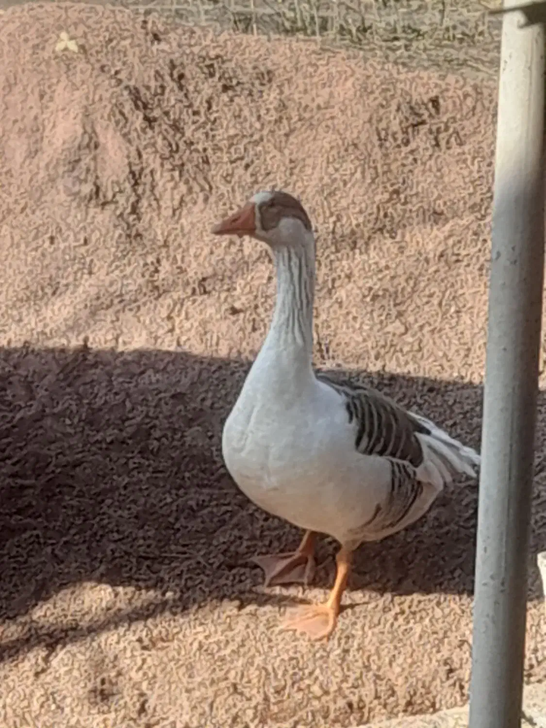 غاز|حیوانات مزرعه|املش, |دیوار