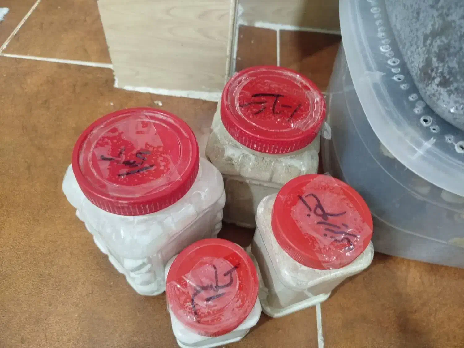 فروش حلزون سالم و سرحال،بصورت توافقی|خزنده|خرم‌آباد, |دیوار