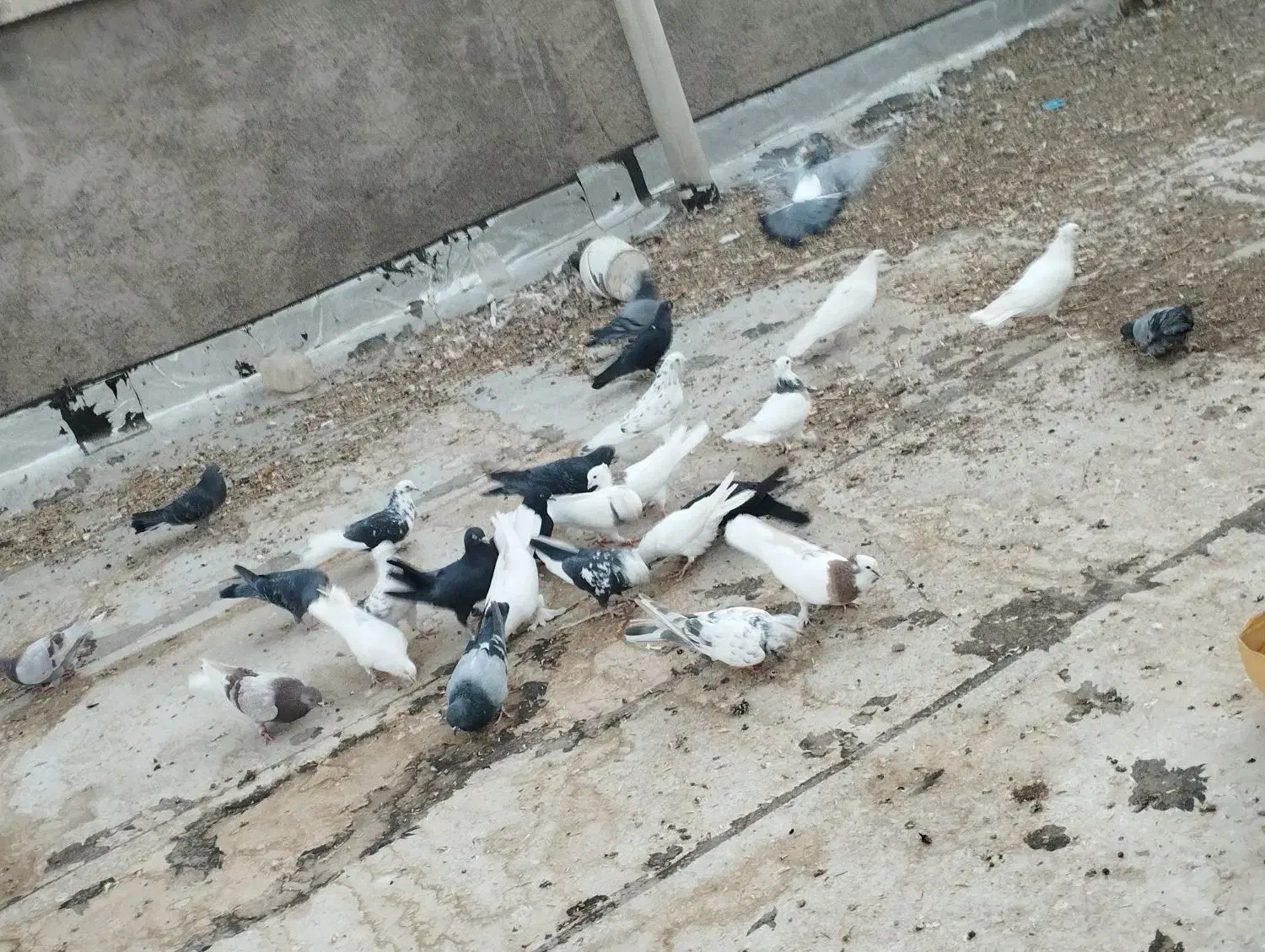 کبوتر|پرنده|جونقان, |دیوار