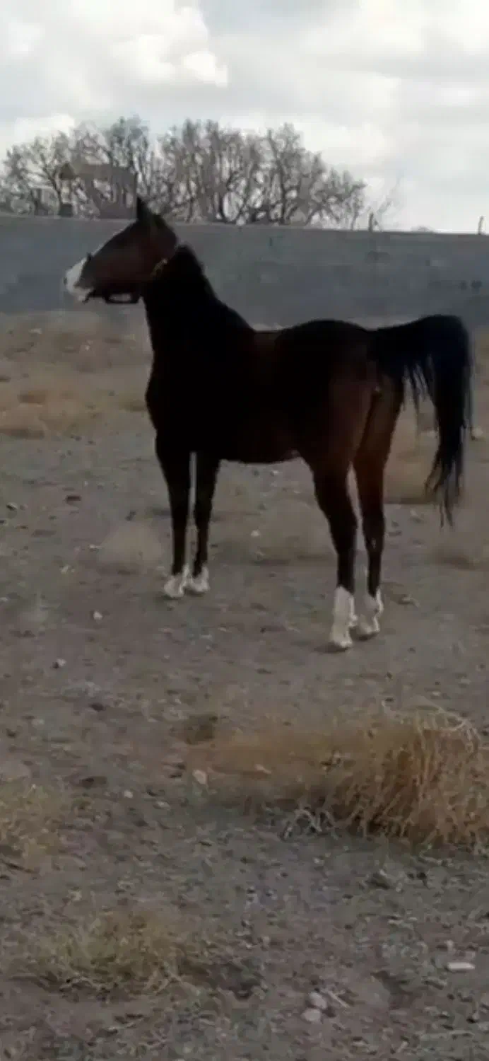 اسب مادیان|اسب و تجهیزات اسب‌سواری|رفسنجان, |دیوار