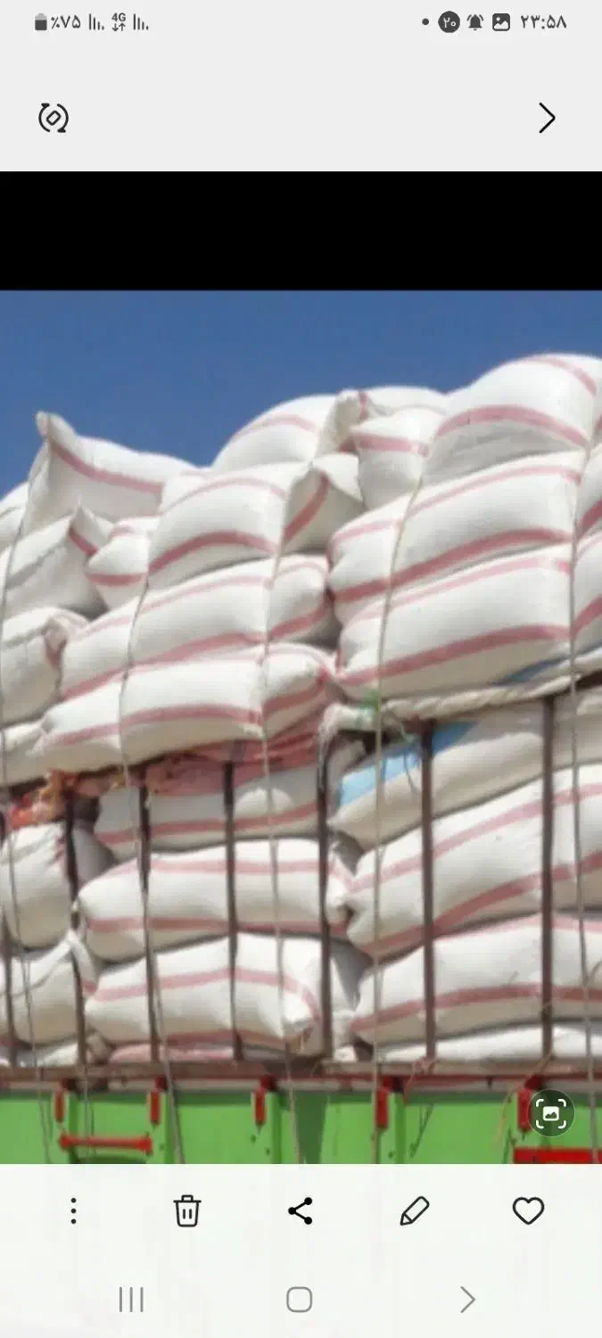 کاه گندم سفید دیم دان ریز سفید خورا تحویلی|حیوانات مزرعه|ایلام, |دیوار