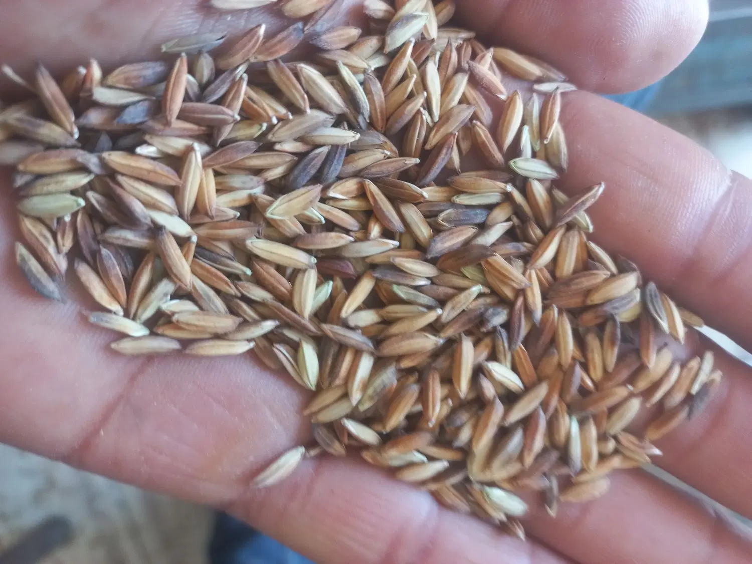 چلتوک|گل و گیاه طبیعی|شوشتر, |دیوار