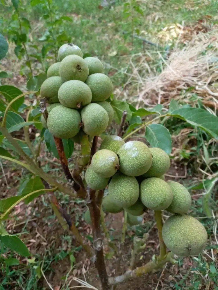 فروش نهال ضمانتی گردو بادام هلو گیلاس زردآلو|خدمات باغبانی و درختکاری|سامان, |دیوار