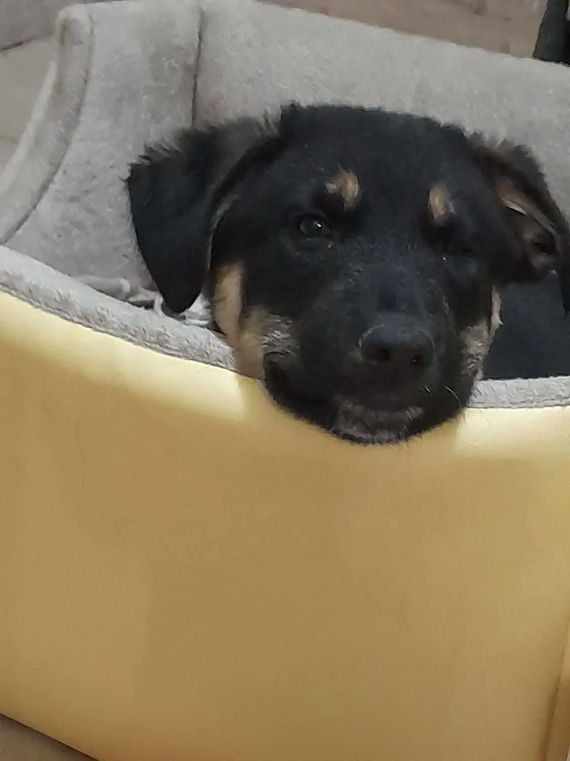 واگذاری توله سگ میکس (ژرمن و روت وایلر)|سگ|چهارباغ, |دیوار