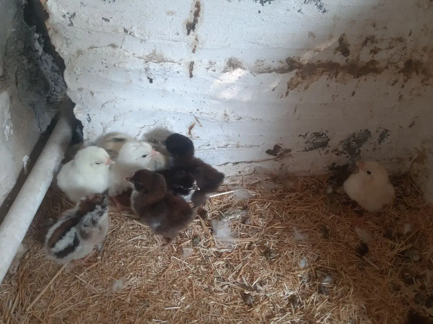 فروش جوجه مرغ گلین|حیوانات مزرعه|سیراف, |دیوار