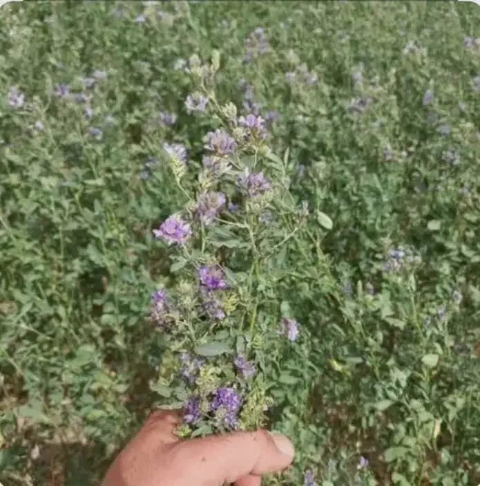 بذر یونجه گرمسیری|خدمات باغبانی و درختکاری|رامهرمز, |دیوار