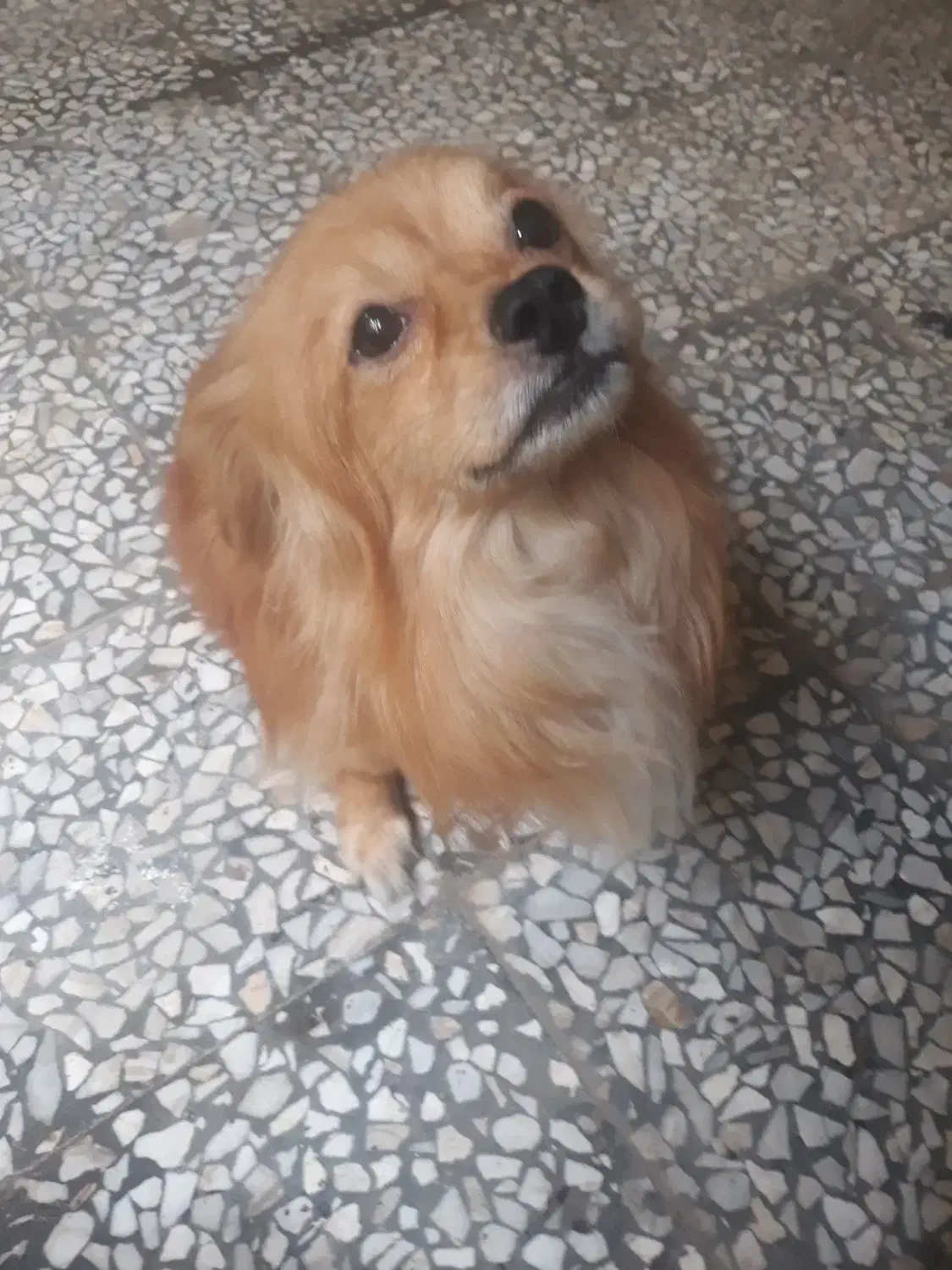 سگ اشپیدز|سگ|رشت, پل تالشان|دیوار