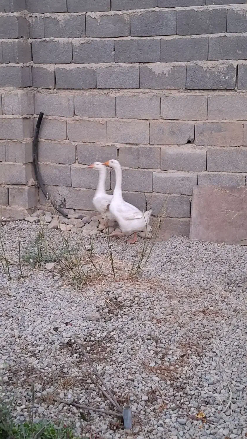 دو عدد غاز|حیوانات مزرعه|قرچک, زیبا شهر|دیوار