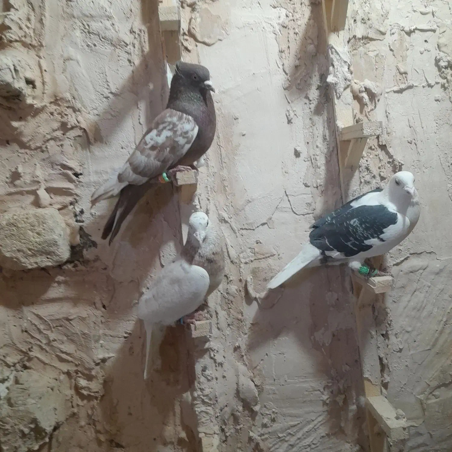 کبوتر پرشی|پرنده|نیشابور, دربقاضی|دیوار