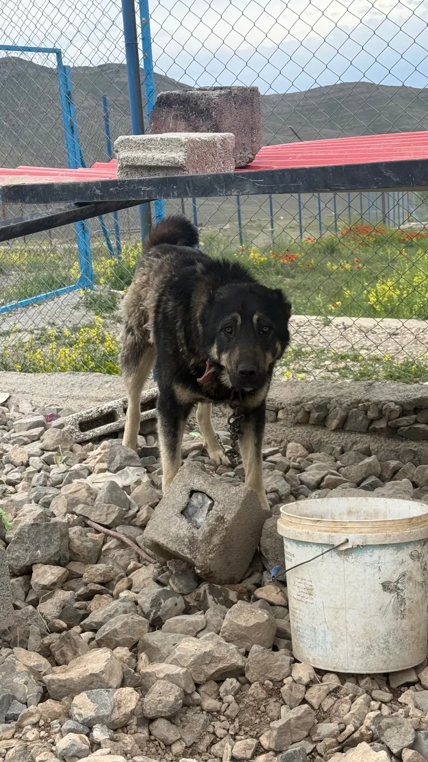 سگ سرابی|سگ|ماکو, |دیوار