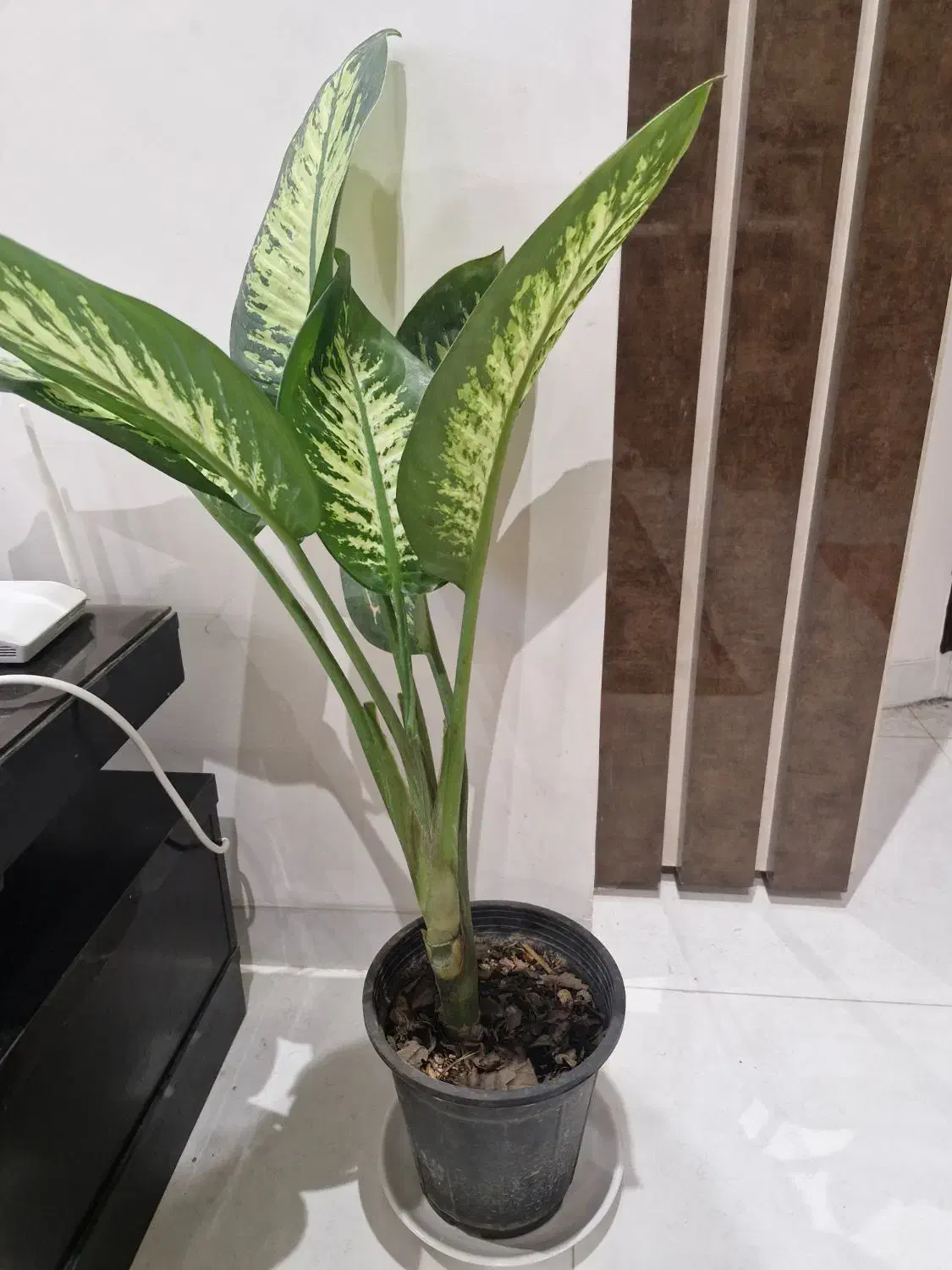 گل طبیعی|گل و گیاه طبیعی|کاشان, دانش|دیوار