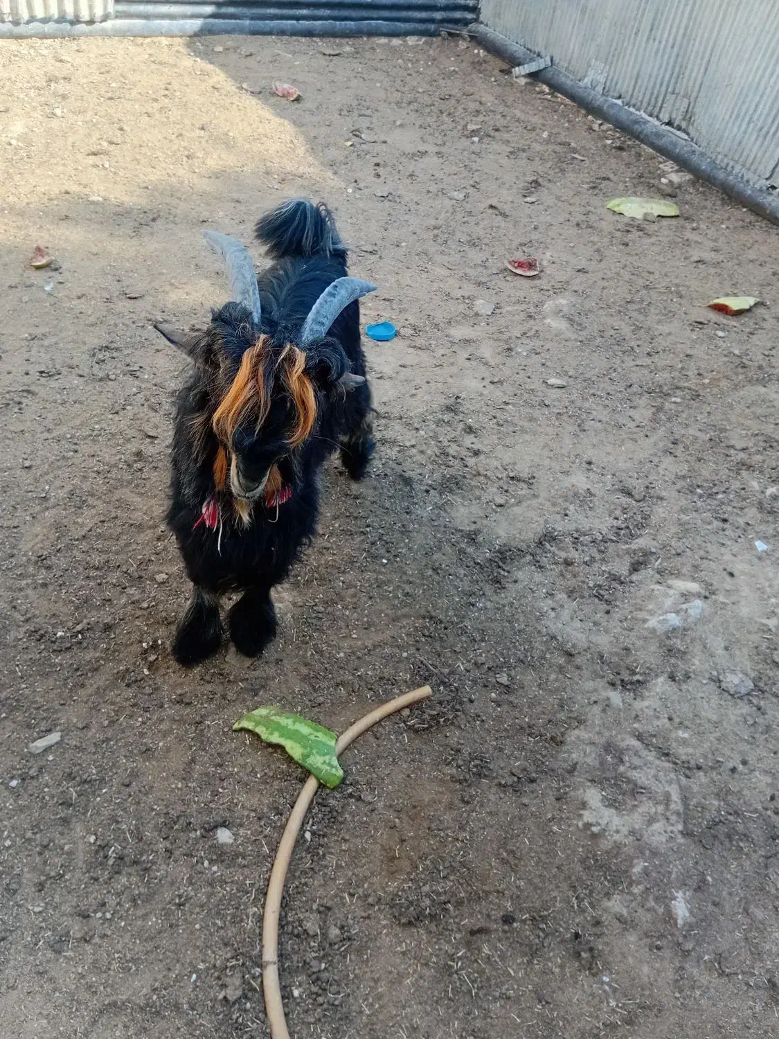 بیگ تهمی درجه یک|حیوانات مزرعه|مسجد سلیمان, |دیوار