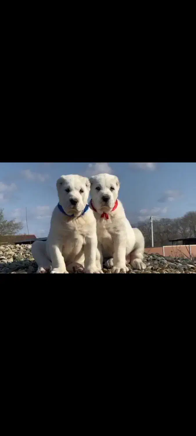 توله آلابای|سگ|آبعلی, |دیوار