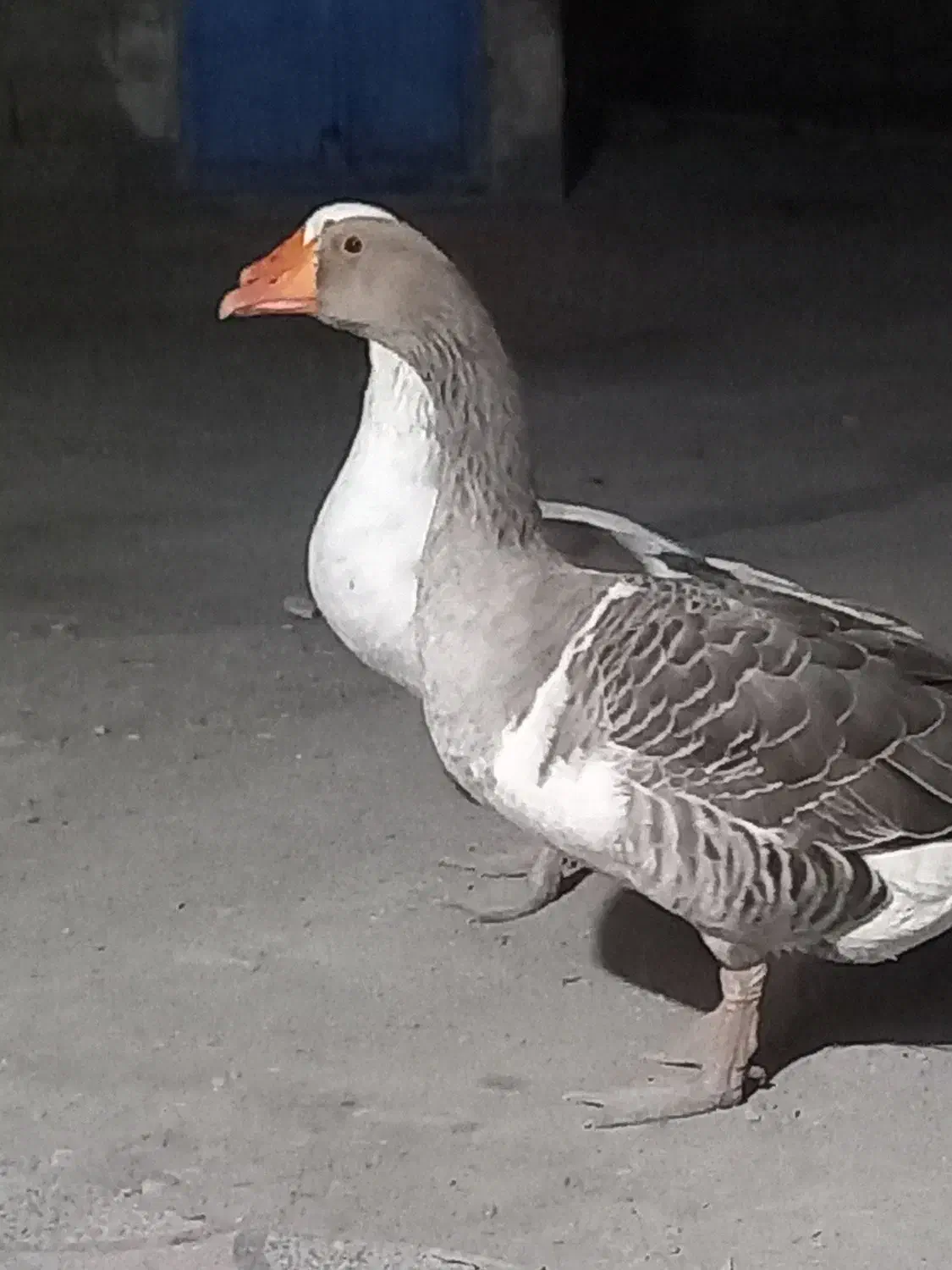 غاز|حیوانات مزرعه|رودان, |دیوار