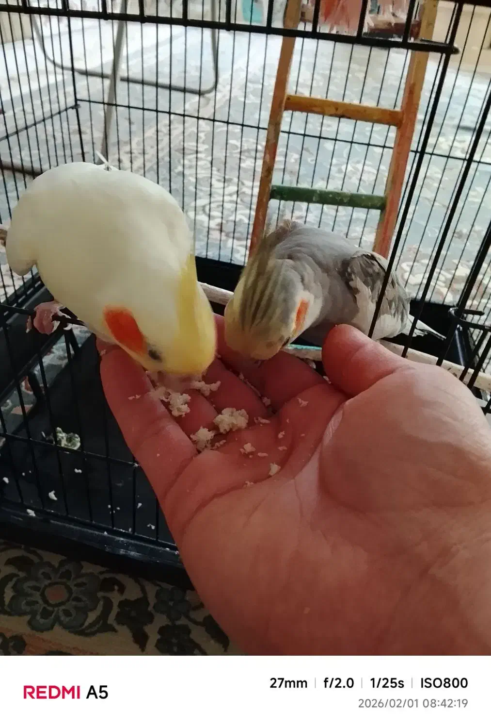 عروس هلندی|پرنده|تهران, آزادشهر|دیوار