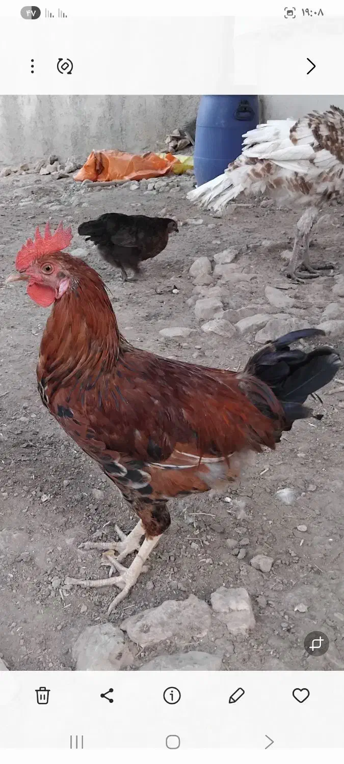 خروس شش ماهه|حیوانات مزرعه|سرپل ذهاب, |دیوار