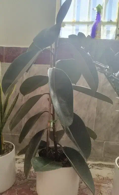 گل فیکوس|گل و گیاه طبیعی|سبزوار, امام خمینی (ناوی)|دیوار