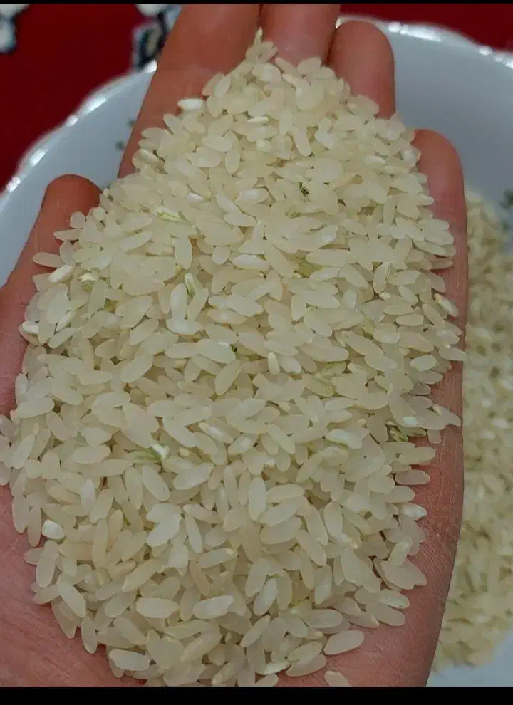 برنج کامفیروزی اصل|خوردنی و آشامیدنی|شیراز, شهرک فرزانگان|دیوار