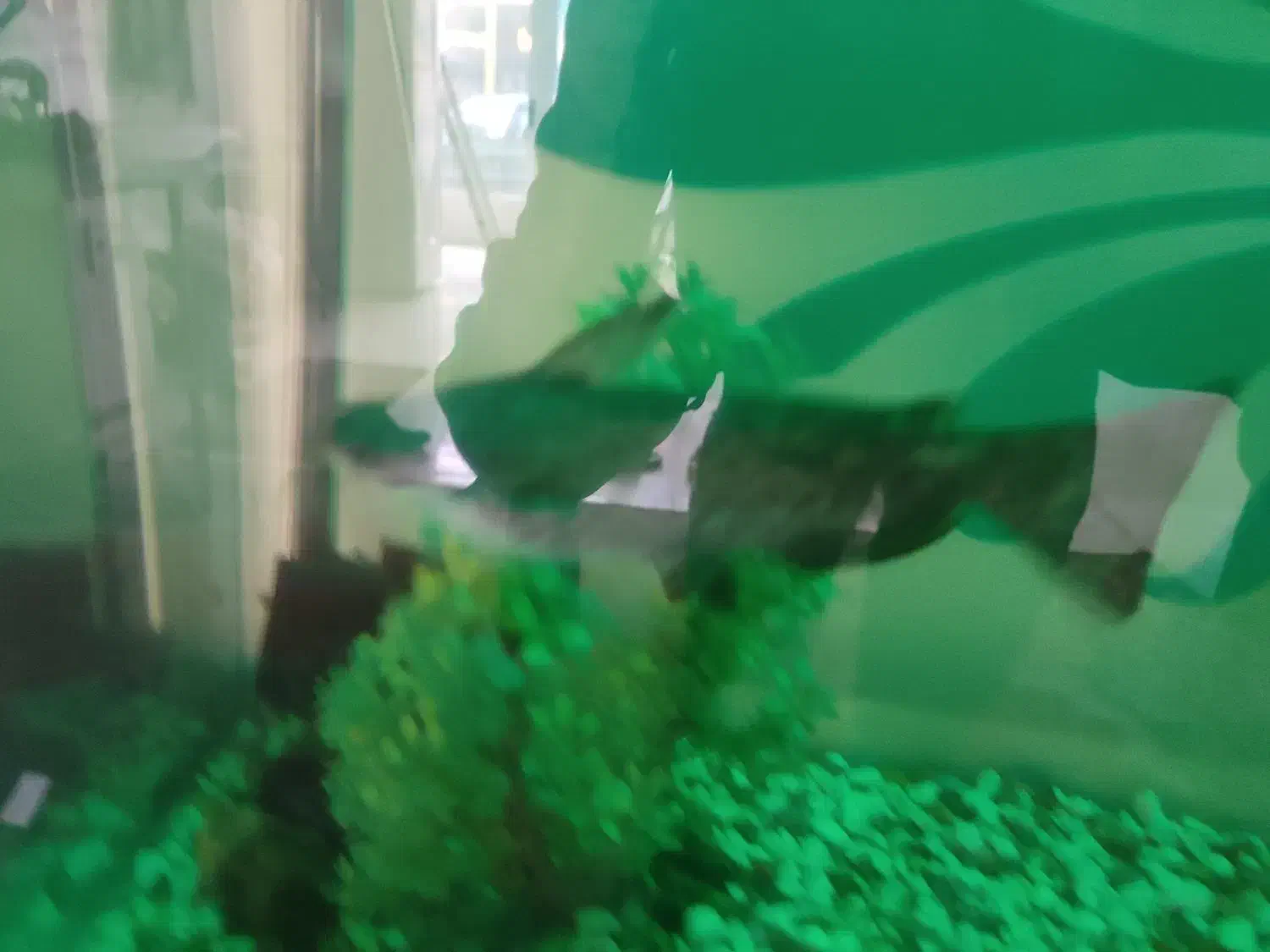 فروش فوری|ماهی|تبریز, |دیوار