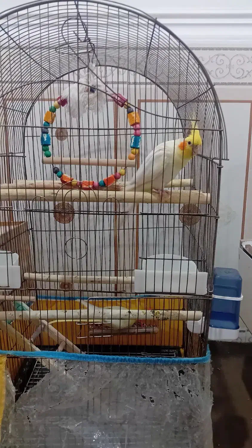 عروس هلندی|پرنده|امیدیه, |دیوار