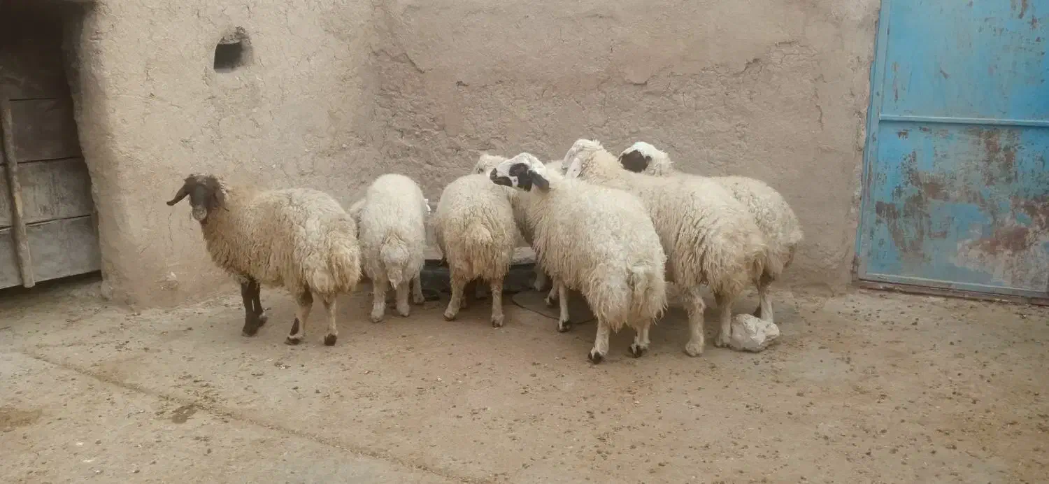 بره|حیوانات مزرعه|اسلام‌‌آباد غرب, |دیوار