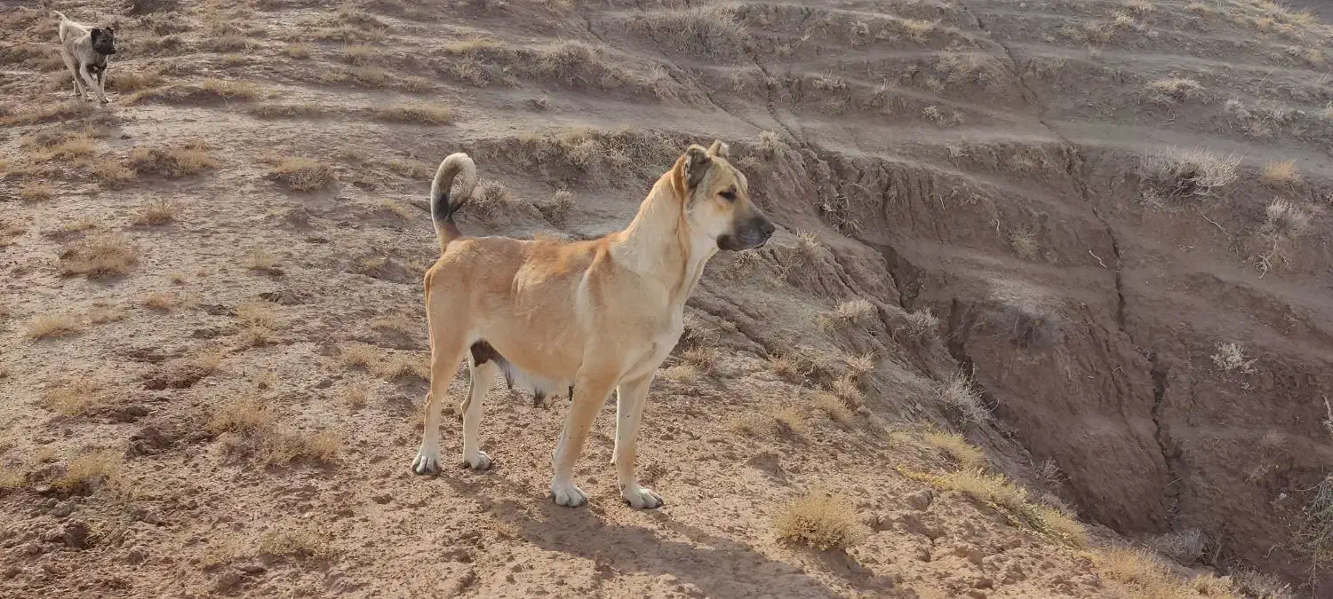 سگ ماده فروش|سگ|چاراویماق, |دیوار