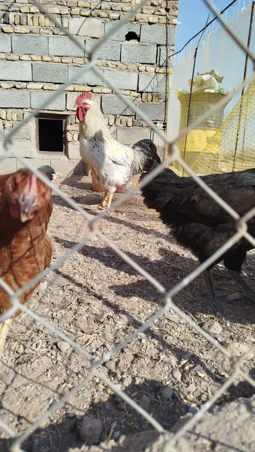 خروس محلی|حیوانات مزرعه|هریس, |دیوار