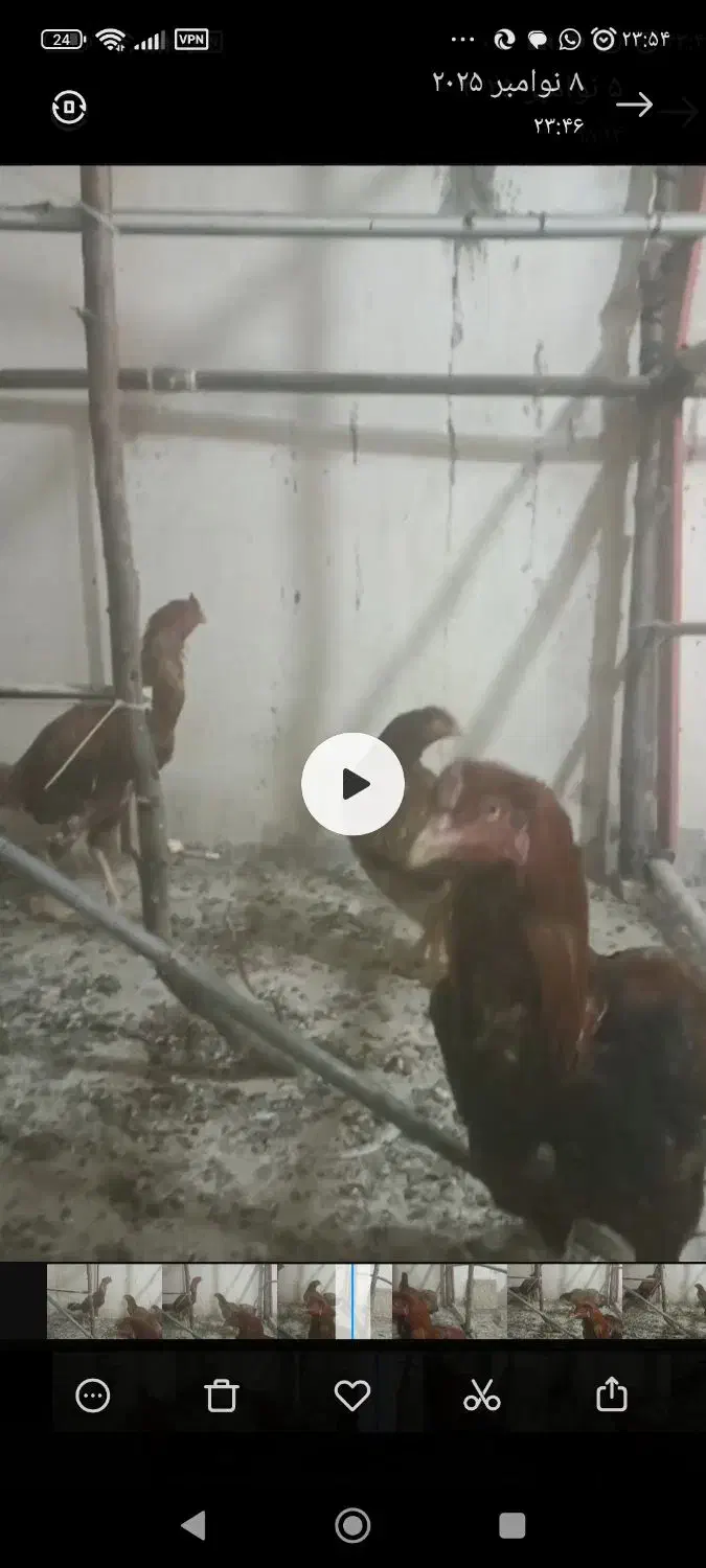 مرغ خروس لاری|پرنده|رودهن, |دیوار