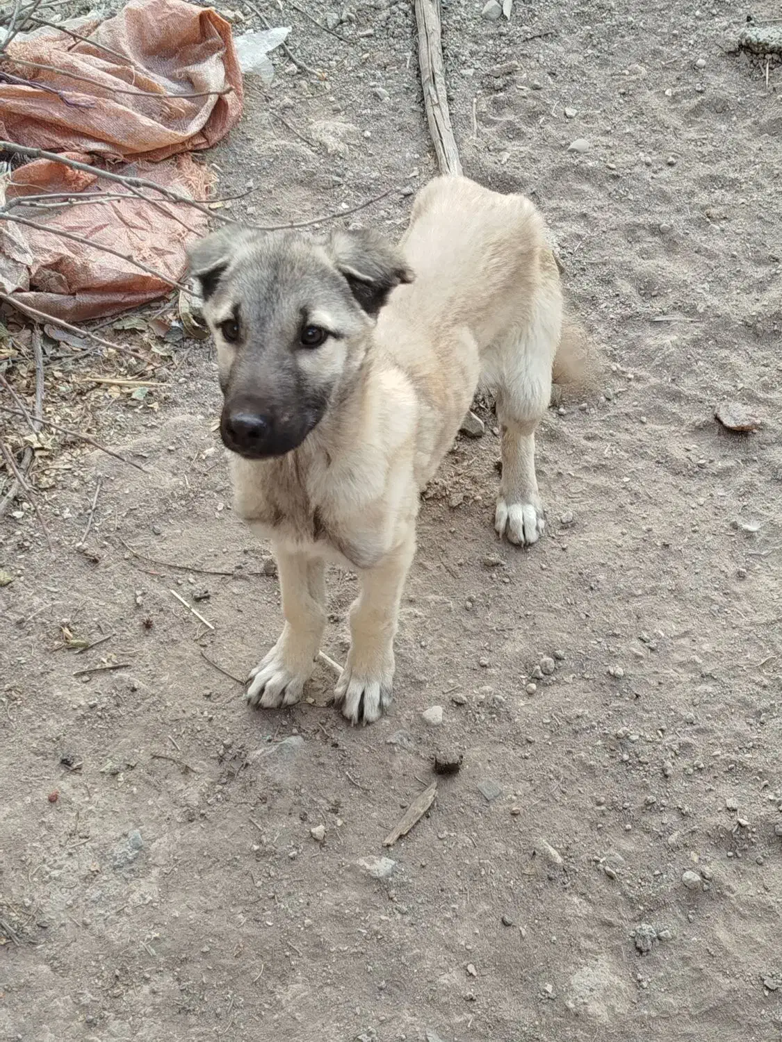 واگذاری توله نر سرابی|سگ|اردبیل, |دیوار