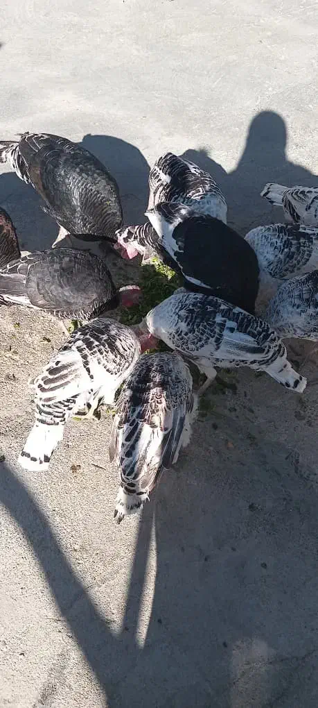 بوقلمون سرحال برا نگهداری|حیوانات مزرعه|باغ ملک, |دیوار