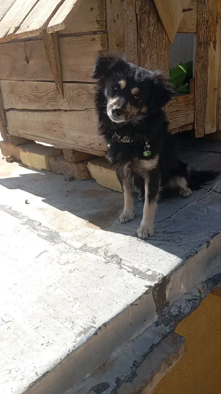 واگذاری سگ پاپی|سگ|نجف‌آباد, پادگان|دیوار