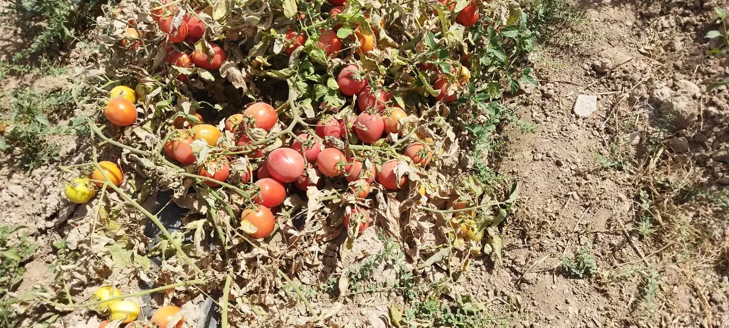 گوجه بازاری پی اس ۱۳۵۰۰ هفت هکتار|خدمات باغبانی و درختکاری|قوچان, |دیوار