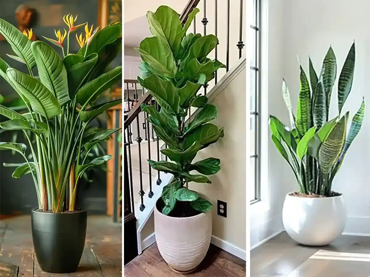 نمایندگی رسمی قرص کود گیاهی/رشدسریع گل وگیاه|گل و گیاه طبیعی|بجنورد, |دیوار