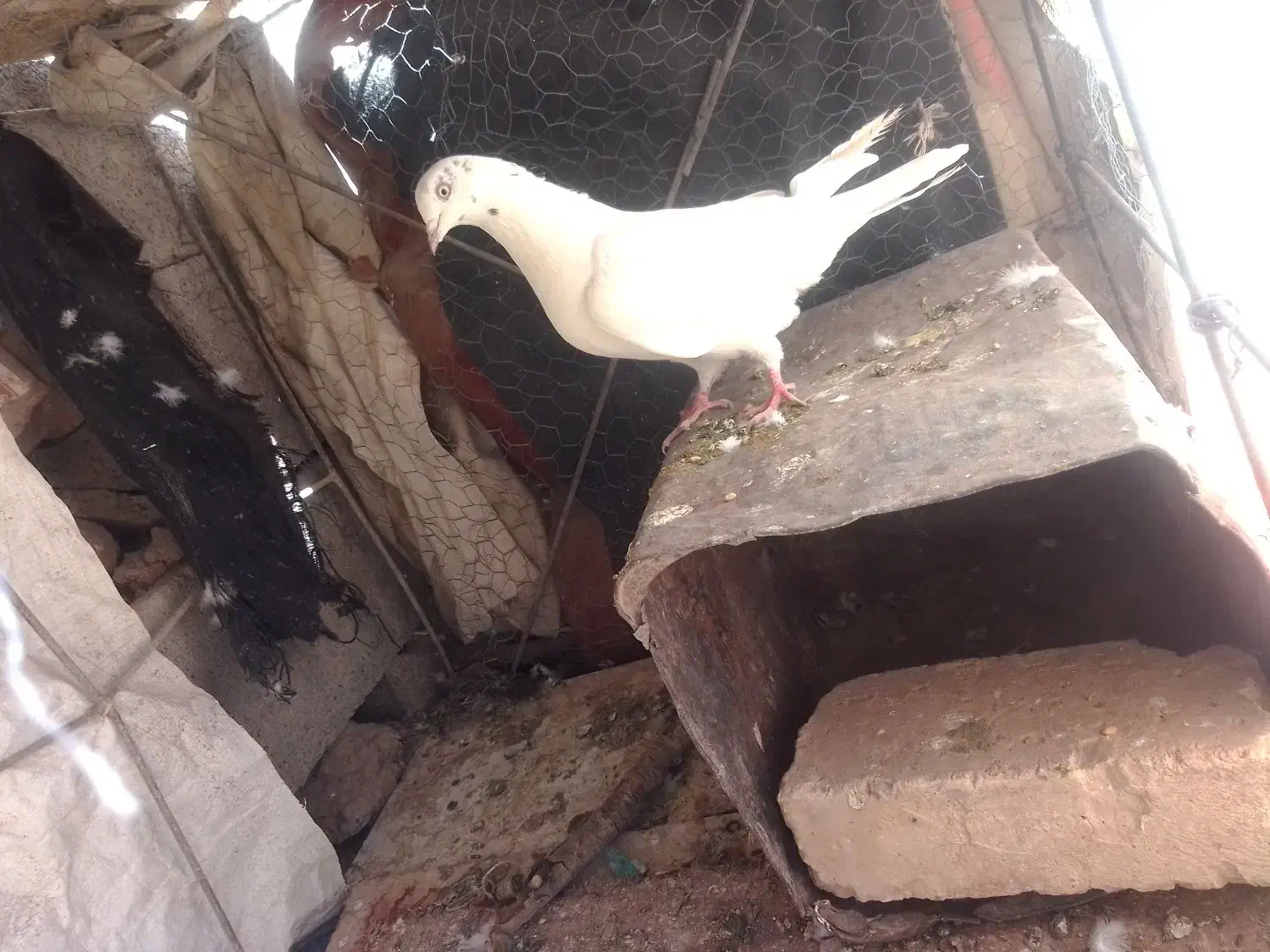 کبوتر  زاغ کاشونی فروش فوری|پرنده|لردگان, |دیوار