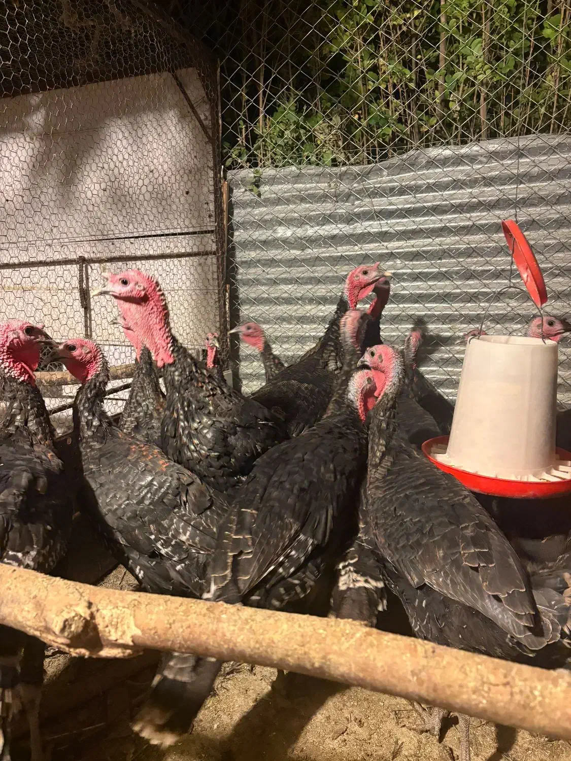 بوقلمون|حیوانات مزرعه|همدان, |دیوار