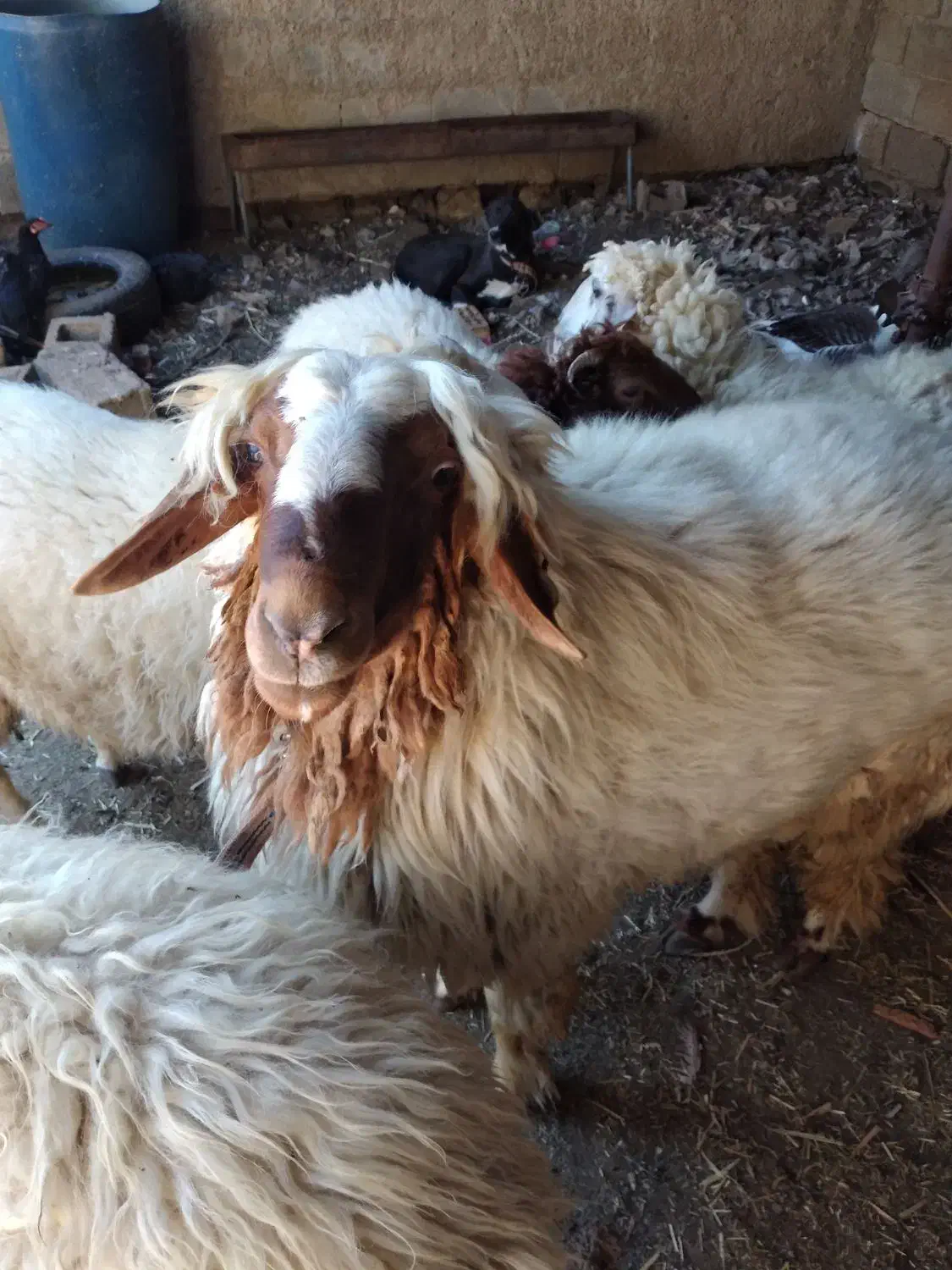 قوچ عراقی|حیوانات مزرعه|اهواز, کوی باهنر|دیوار