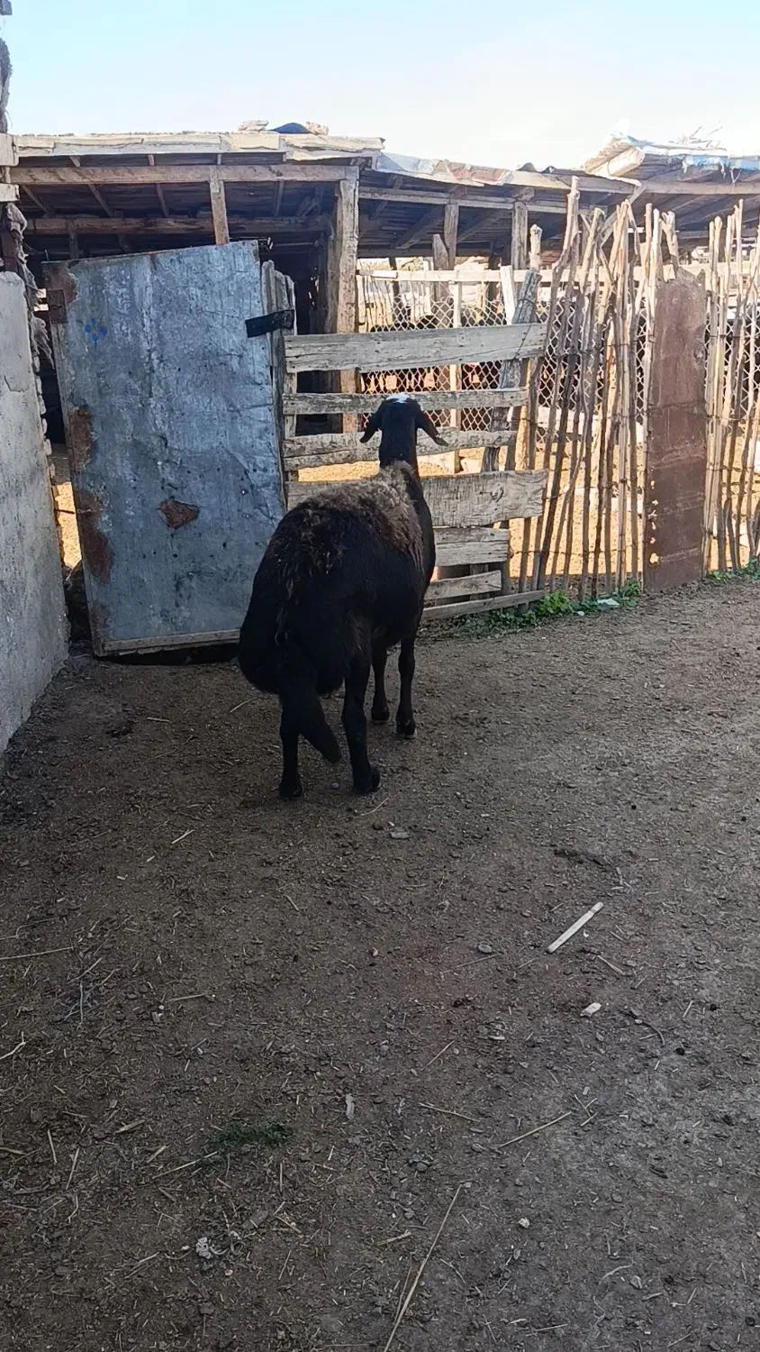 1راس میش کردستانی قوچ خورده اتوبوسی|حیوانات مزرعه|سیمین شهر, |دیوار