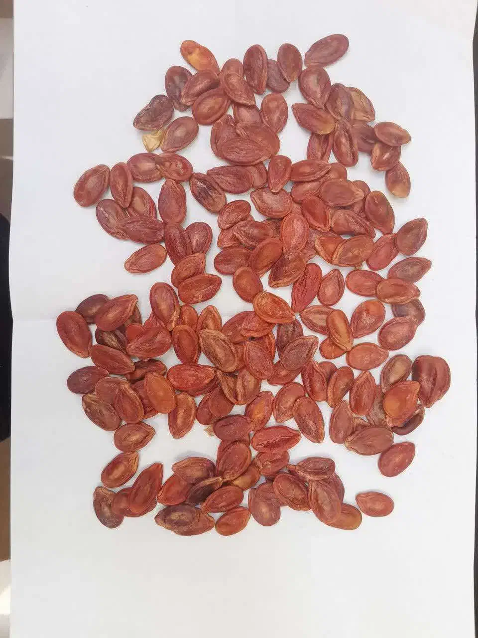 تخمه درجه یک|عمده‌فروشی|کرج, حصارک بالا|دیوار