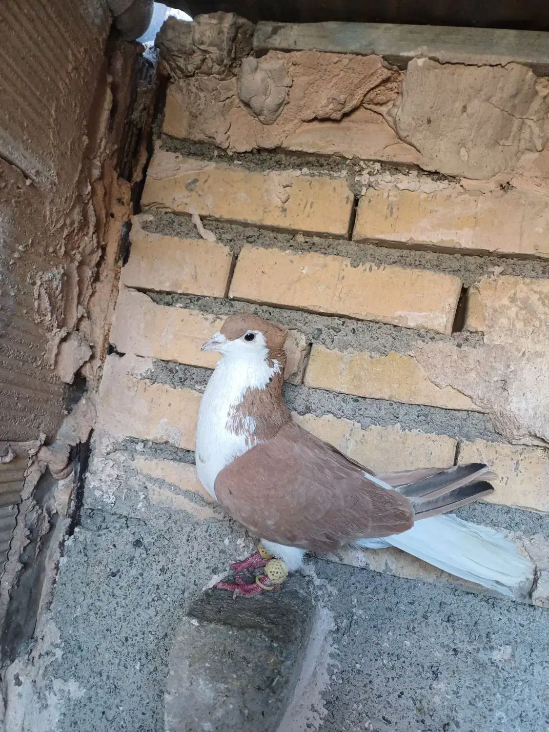 کبوتر|پرنده|مشهد, کلاته برفی|دیوار