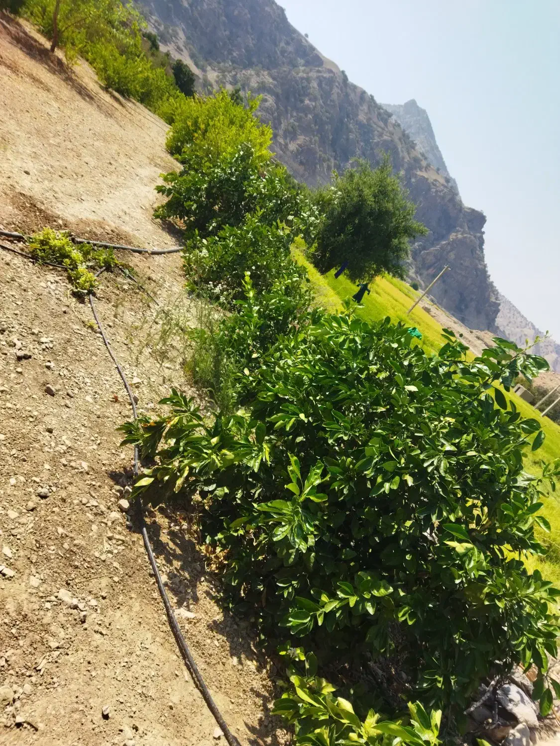 فروش خانه نو ساز با باغ|فروش خانه و ویلا|دهدشت, |دیوار