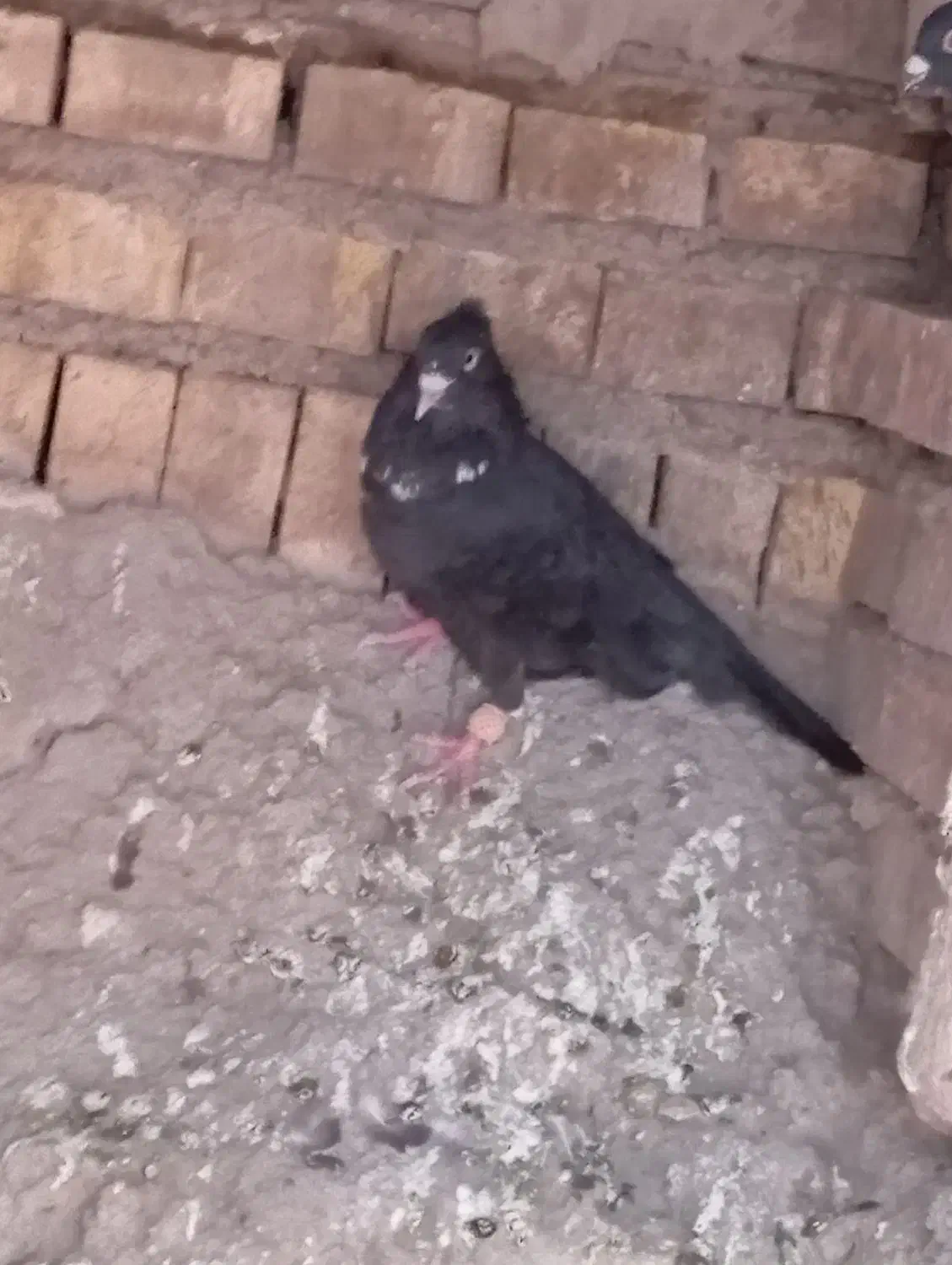 پرنده|پرنده|سوسنگرد, |دیوار