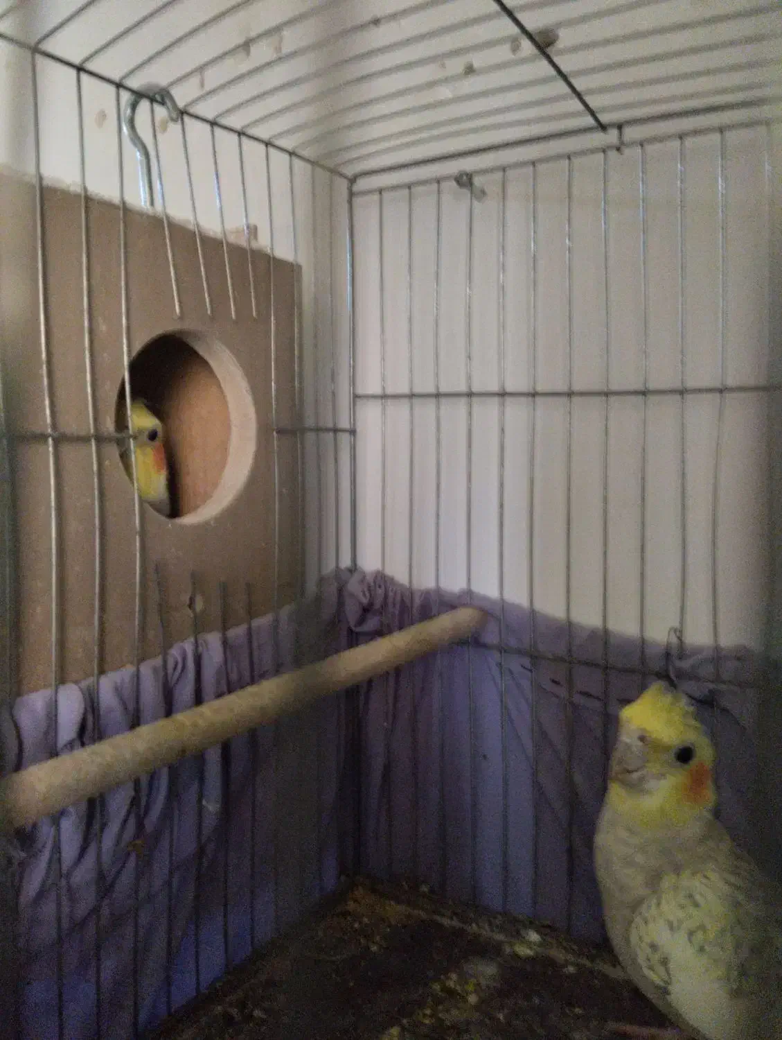 جفت عروس هلندی یکی بخر دوتا ببر|پرنده|سرخه, |دیوار