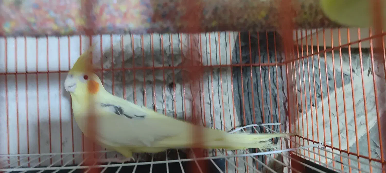 عروس هلندی آلبینو مهر.. لوتینو تک خال زعفرونی ماده|پرنده|تایباد, |دیوار