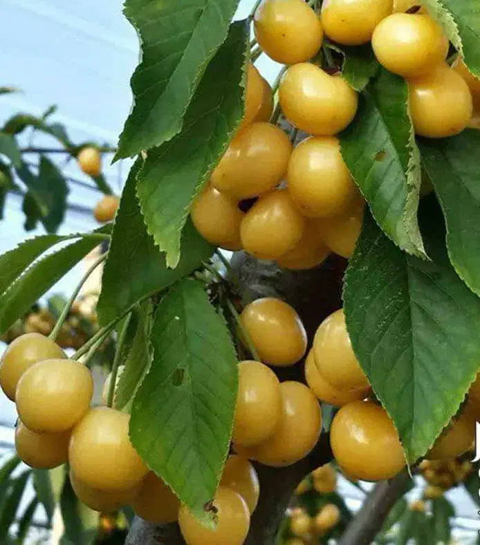 نهال گیلاس زرد اورمیه لیبل دار پیشفروش|خدمات باغبانی و درختکاری|بستان آباد, |دیوار