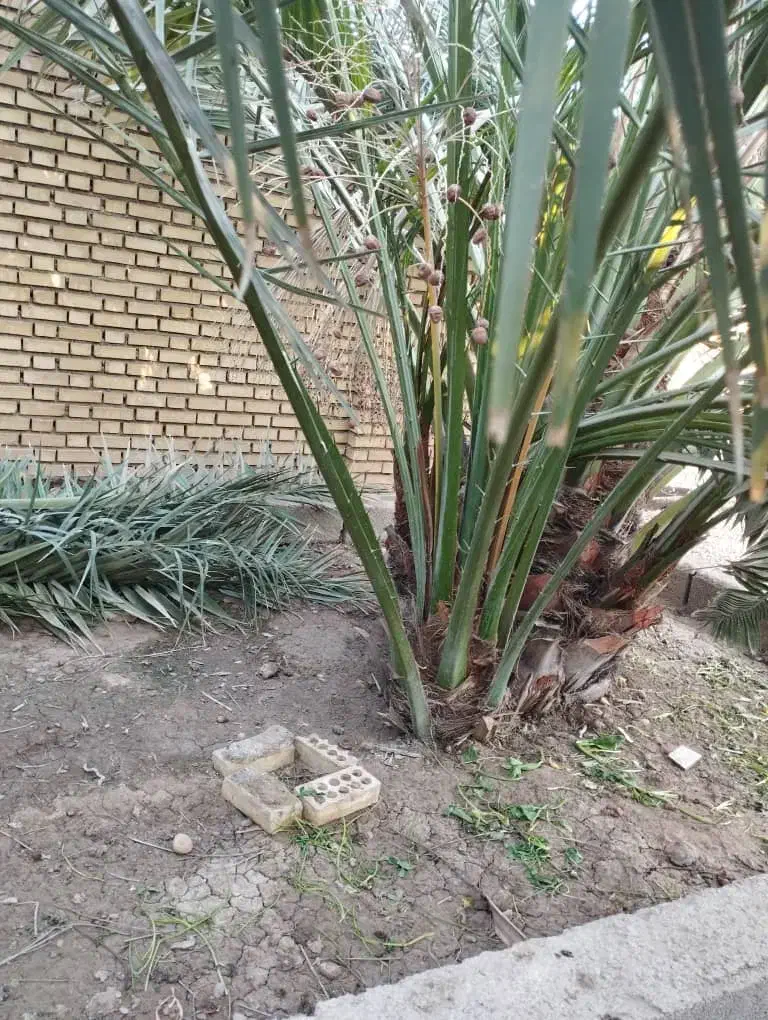 نخل برحی اصیل|خدمات باغبانی و درختکاری|آبادان, |دیوار