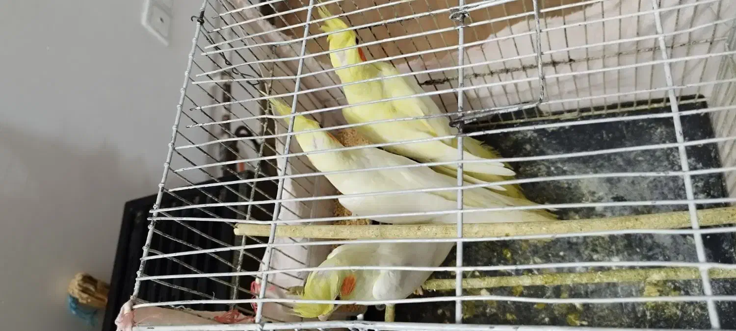 عروس هلندی...|پرنده|شلمان, |دیوار