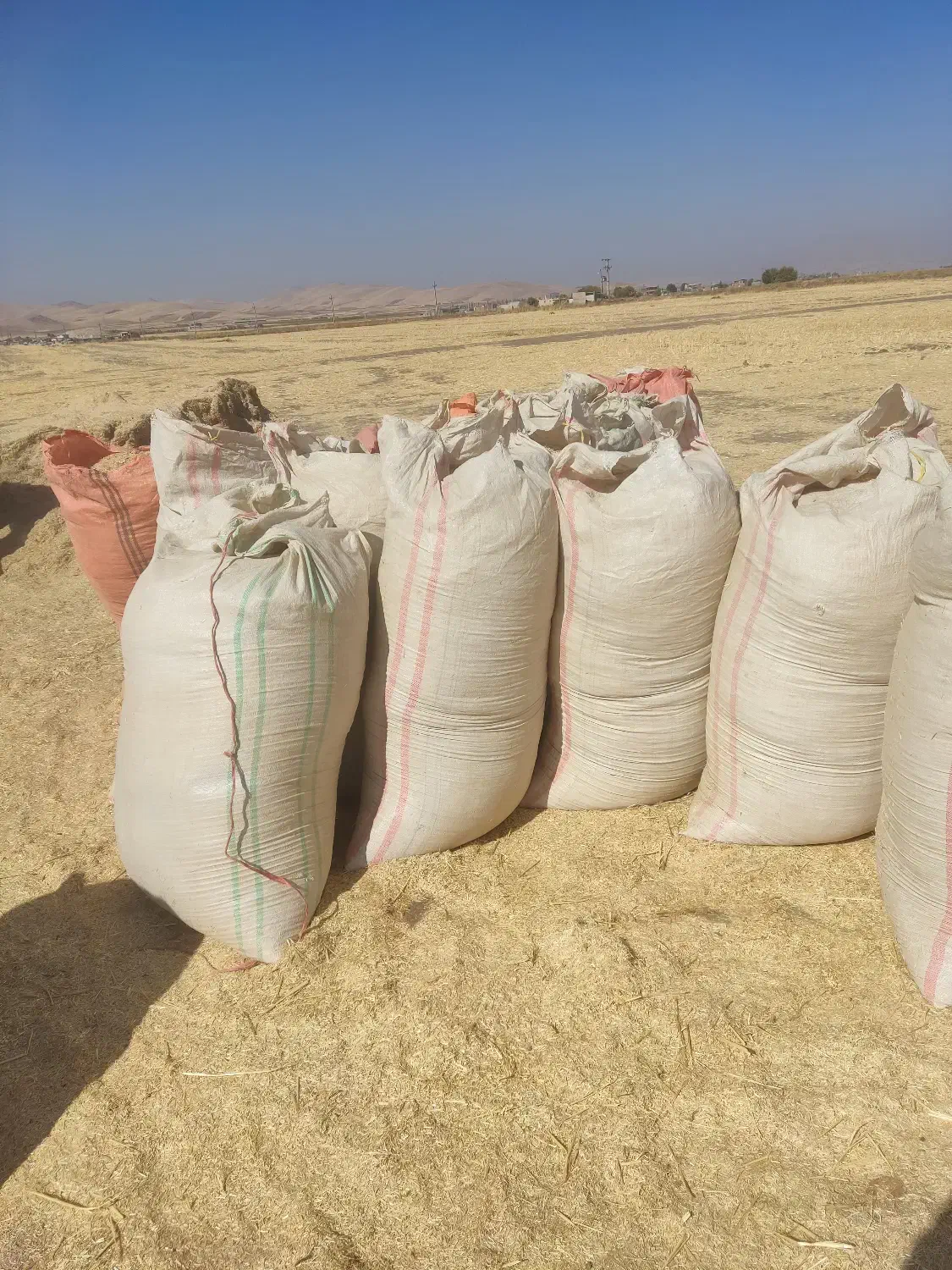 کاه فروش|خدمات باغبانی و درختکاری|کوزران, |دیوار