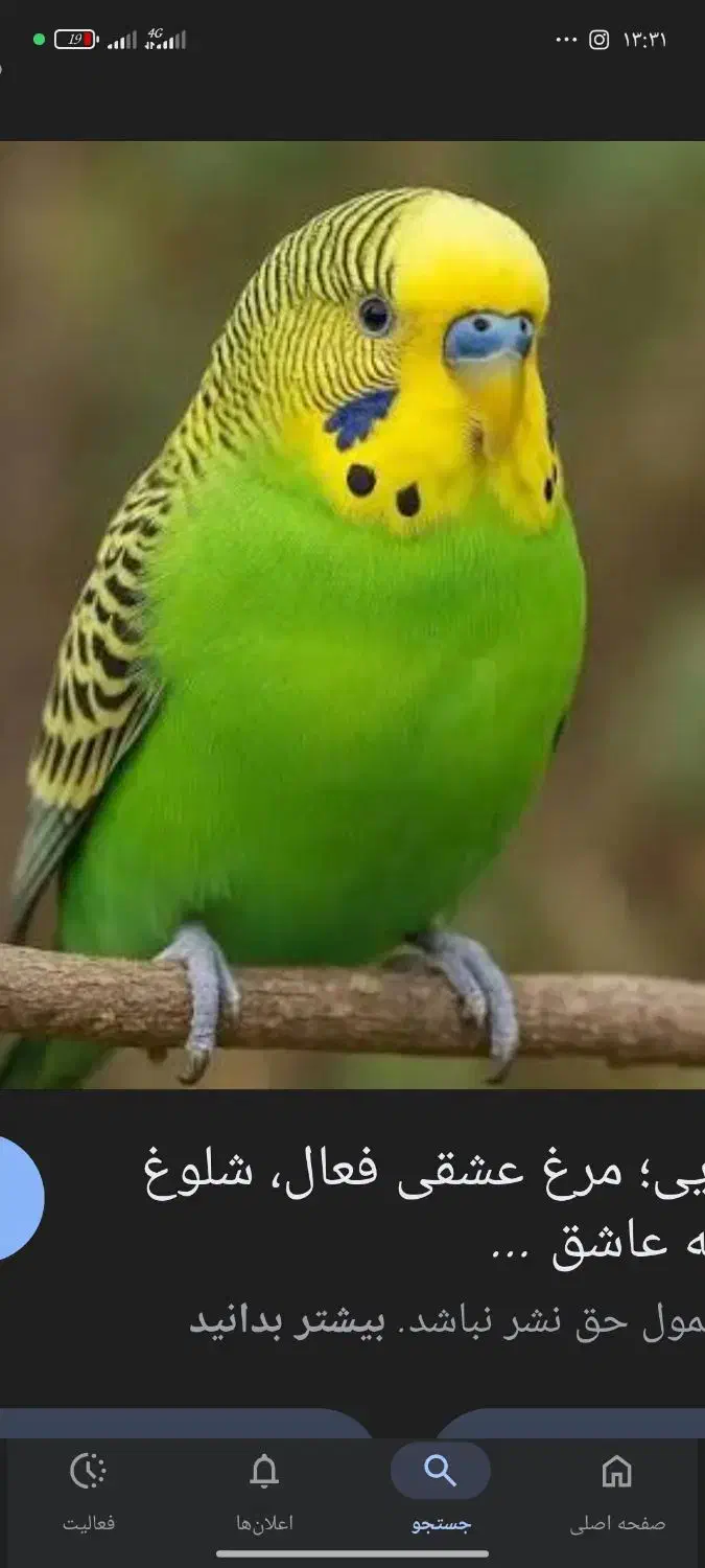 مرغ عشق گم شده در شناط شهرک قائم|پرنده|ابهر, |دیوار