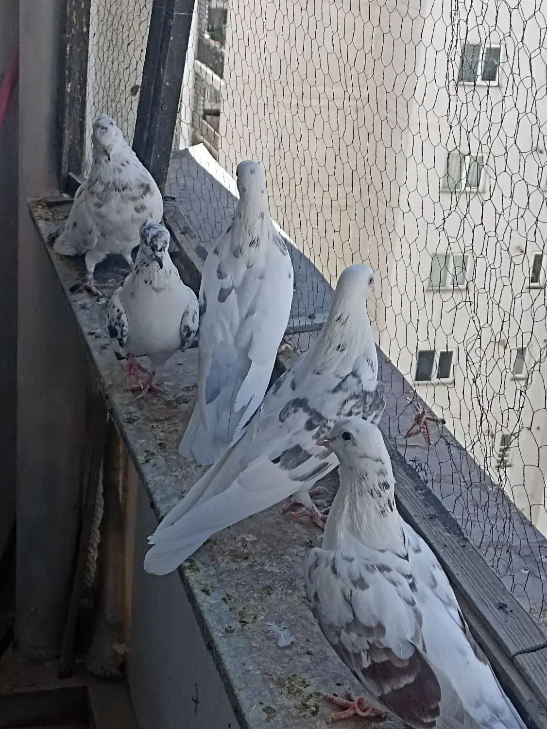 کبوتر پرشی|پرنده|پردیس, فاز ۱۱|دیوار